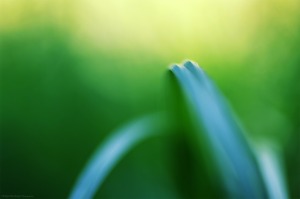Les courbes croisées (magie du Carex n°2)