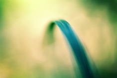 Le crochet (magie du Carex n°11)